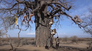 See what strategies do the African hunters use to climb the BIGGEST TREE of Africa (BAOBAB)| HADZABE