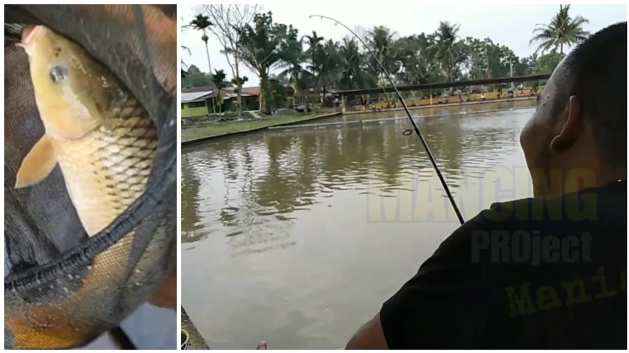 Umpan ACI | GALATAMA Ikan Mas Pemancingan Udana Delitua Medan | Part II