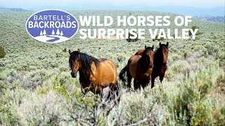 Wild horses of Surprise Valley, California will take your breath away | Bartell's Backroads