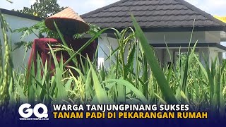 Warga Tanjungpinang Sukses Tanam Padi di Pekarangan Rumah