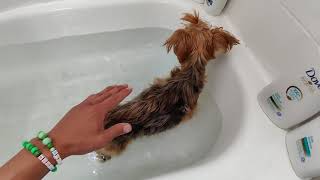 my dog is walking again!  DIY Bathtub Hydrotherapy WORKS!