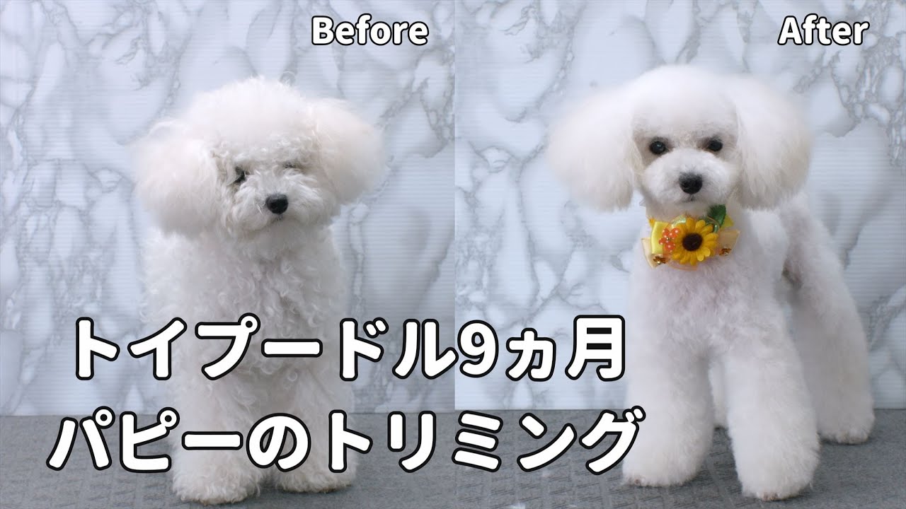 Poodle Grooming 9months Puppy トイプードルトリミング9ヵ月パピー Youtube
