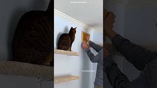 Indoor Cat Playground Build 🐱🏠✨ #Cat #DIY #CatPlayground #CutePets #Shorts
