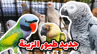 أنواع ا ل ب ب غ ا ء في سوق الحراش | بادجي + كالوبسيت