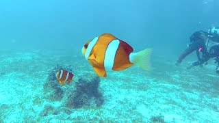 DIVING MALAPASQUA - Nemooo