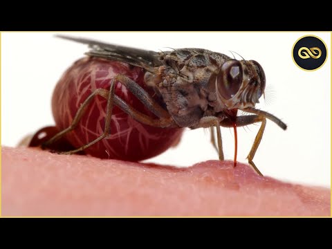 Video: Con ruồi lớn nhất thế giới: đặc điểm và ảnh