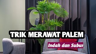 5 Cara Merawat Pohon Palem agar Tanaman Hias Indoor Ini Subur dan Indah screenshot 5