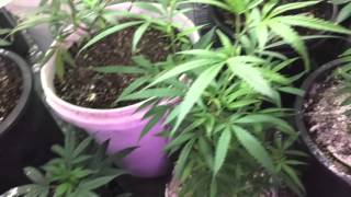 This is Our Legal Cannabis Grow!
