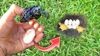 DIGGING UP TURTLE EGGS FOUND IN MY YARD ! HOW MANY DID WE FIND ?!