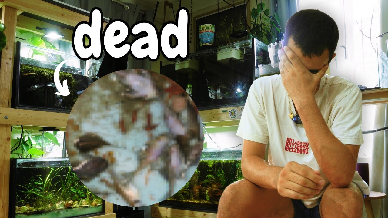 Fish Room Nightmare: Power Outage Causes Havoc!