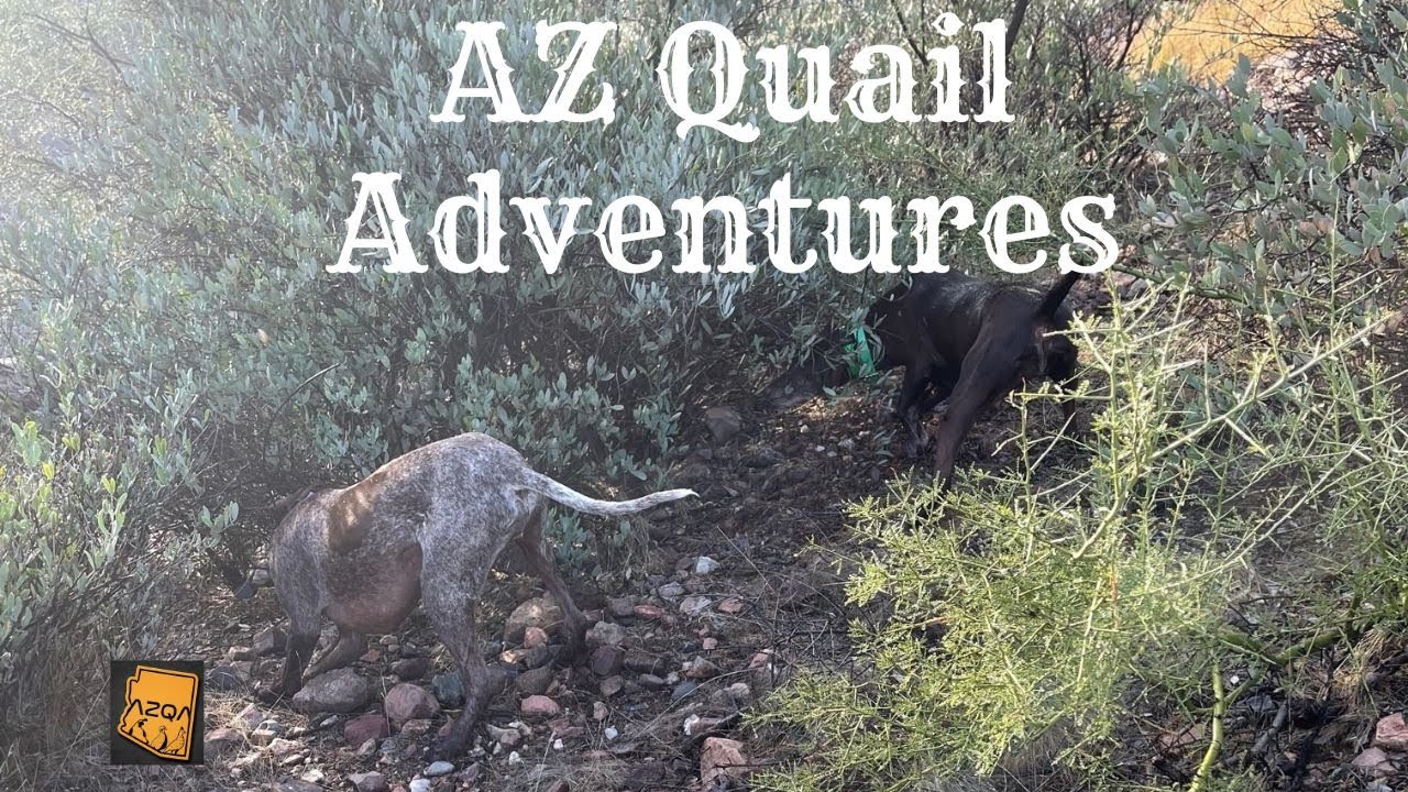 AZ Quail Hunting More from 2022 YouTube