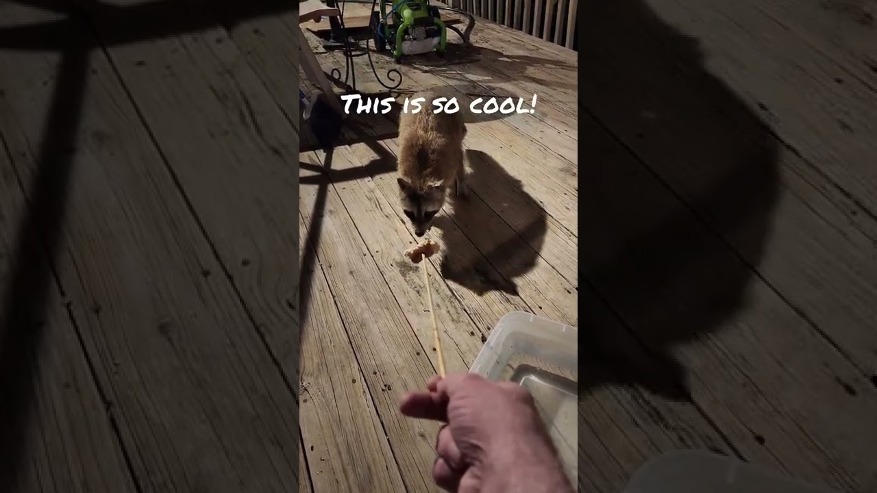 2nd night hand feeding Harley the raccoon!! 