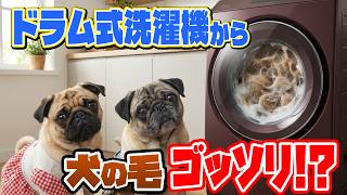 【ペットの毛に要注意】洗濯機の奥が想像以上だった