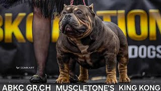 ABKC GRCH MUSCLETONE'S  KINGKONG WORLD TOUR EPISODE 52