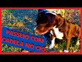 Como passear com uma cadela no cio??