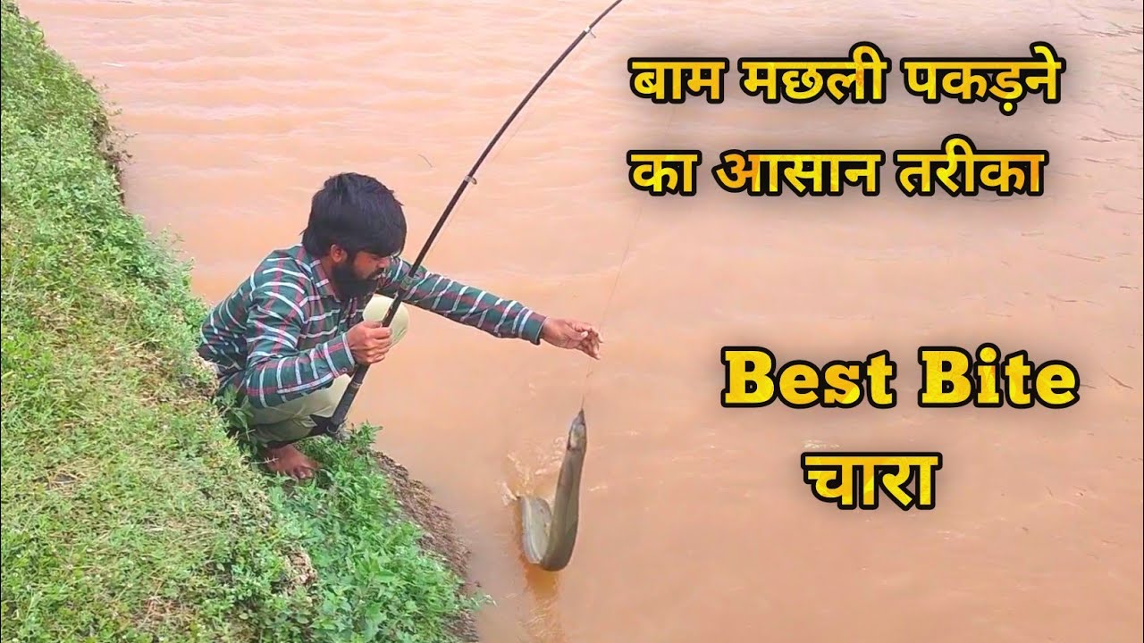 Fish hunting | बाम मछली का चारा | Baam Fish | big Bam Fish Bam Fish ...