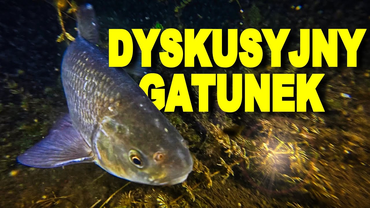 REKORDOWE JAZIE !!!!! NURKOWANIE  25.10.2025 JEZIORO GARBICZ