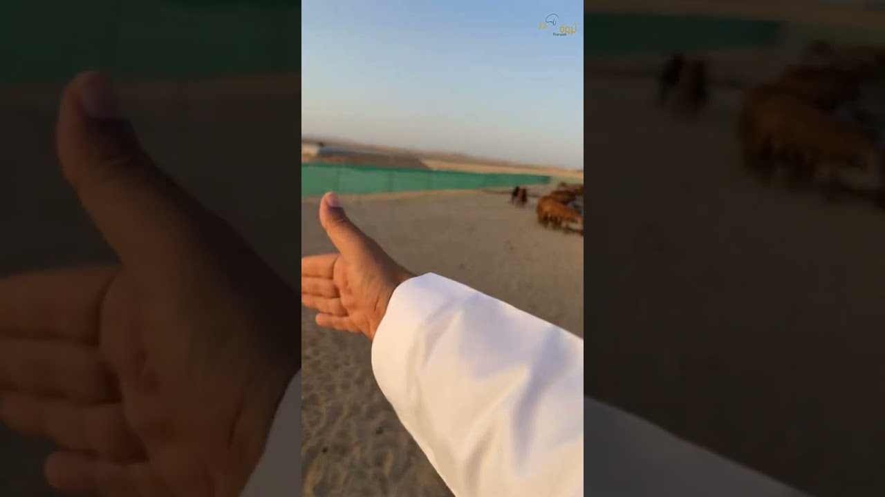 مشروع تسمين السواكن