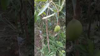 Grafted mangoo tree fruits grafting mango gardening plants newshort viral reels green