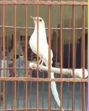 Murai Albino Gacor#shorts