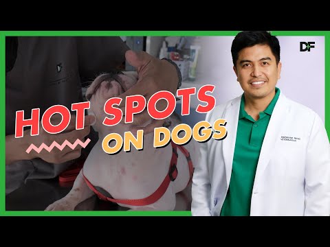 Video: Ce este un punct fierbinte pentru un câine?