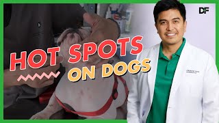 Hot Spots in Dogs, How To Manage Them