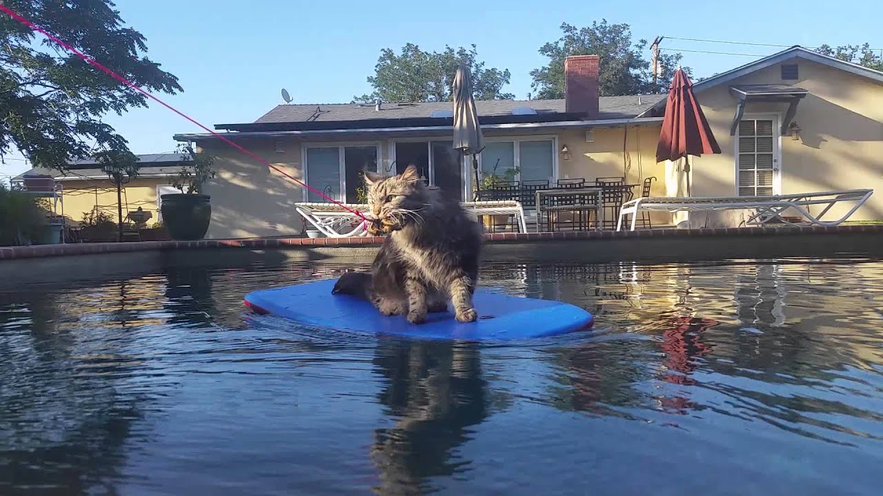 Fishing for Cats YouTube