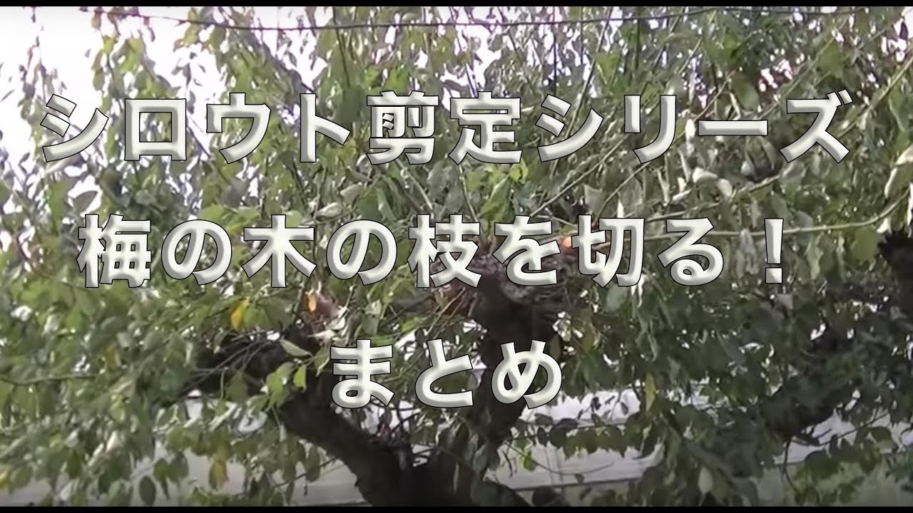梅の木の剪定 徒長枝を切る Youtube