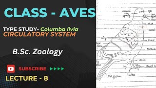 Type study - Columba livia - Circulatory system | B.Sc. Zoology 2nd year | Notes pdf in description
