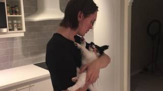 Blowing air on my papillon puppy
