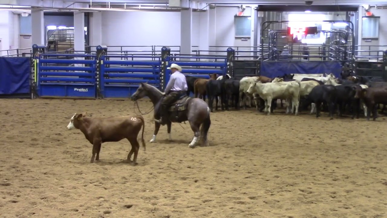 8-9-25  Bell County CHA - Belton, TX - Travis Stewart - CATTENA - Open - 71