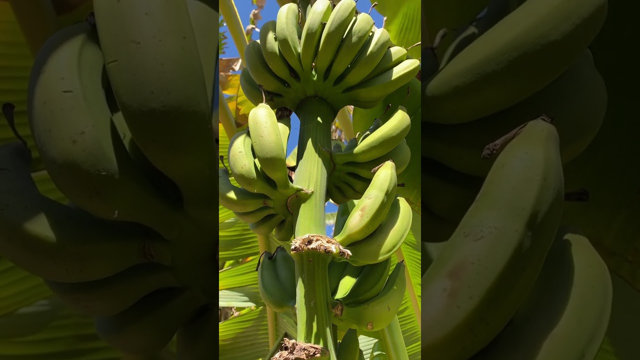 MicroFrequencies from Mastro