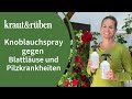 Knoblauchspray gegen Läuse und Pilzkrankheiten