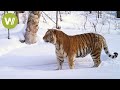 Sibirischer Tiger - Auf der Spur der größten Katze der Welt