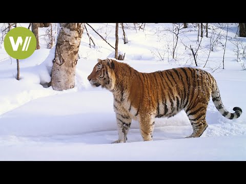 Video: Unterschied Zwischen Sibirischen Tigern Und Bengalischen Tigern