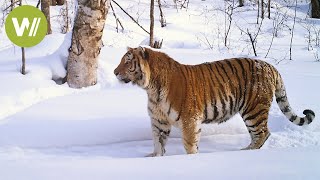 Sibirischer Tiger  Auf der Spur der größten Katze der Welt