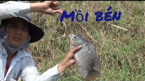 Câu Cá Bằng Mồi Chuồn Chuồn Nước, Cá Thác lác , Rô Biển, Rô Phi Thấy Là ĐỚP