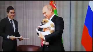 Бердымухамедов, поздравляя с 65-летием, подарил Путину щенка туркменского алабая
