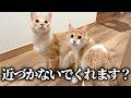 子猫たちの半径1m以内に接近することを禁止されました。