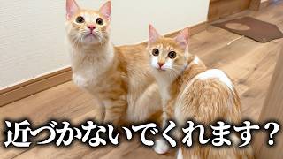 子猫たちの半径1m以内に接近することを禁止されました。