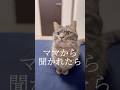 今まで本当にありがとうございました#shorts #猫 #マンチカン