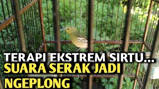 TIPS MERAWAT BURUNG SIRTU TERAPI GILAA SUARA SERAK JADI NGEPLONG