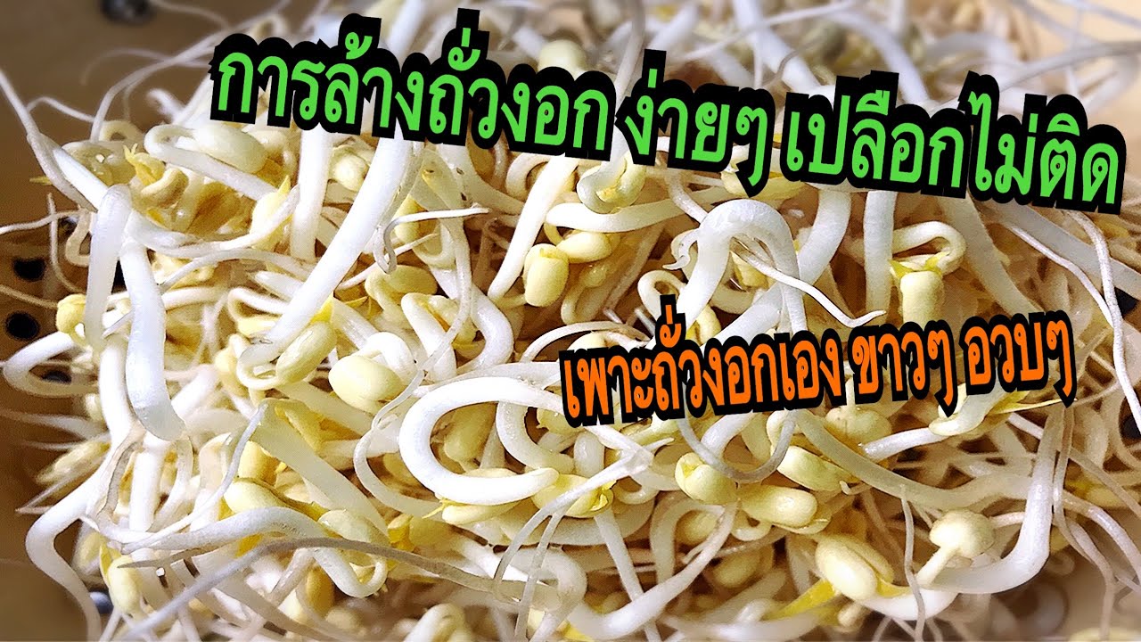 วิธี ล้างถั่วงอก ไม่ให้เปลือกติด หลุดออกง่ายๆ | เพาะถั่วงอก กินเอง |kkdกีกี้เดฟ ครัวต่างแดน