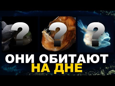 Самое глубокое место на земле: Спускаемся на дно Марианской впадины ч.1