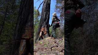 Logging Wedges Directing a Burnt Tree by Pressure