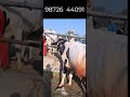 50000  में एच एफ COW I Best Dairy Farming in Punjab I ORIGINAL HF cow with horn for sale