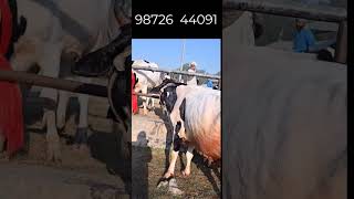 50000  में एच एफ COW I Best Dairy Farming in Punjab I ORIGINAL HF cow with horn for sale