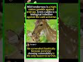 Heartwarming Deer Mom Moment 🦌❤️ #Deer #Wildlife
