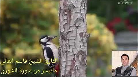 القارئ الشيخ قاسم العاتي.. ماتيسر له من سورة الشورى