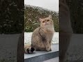 Cat sees snow for the first time ❄️ #shorts